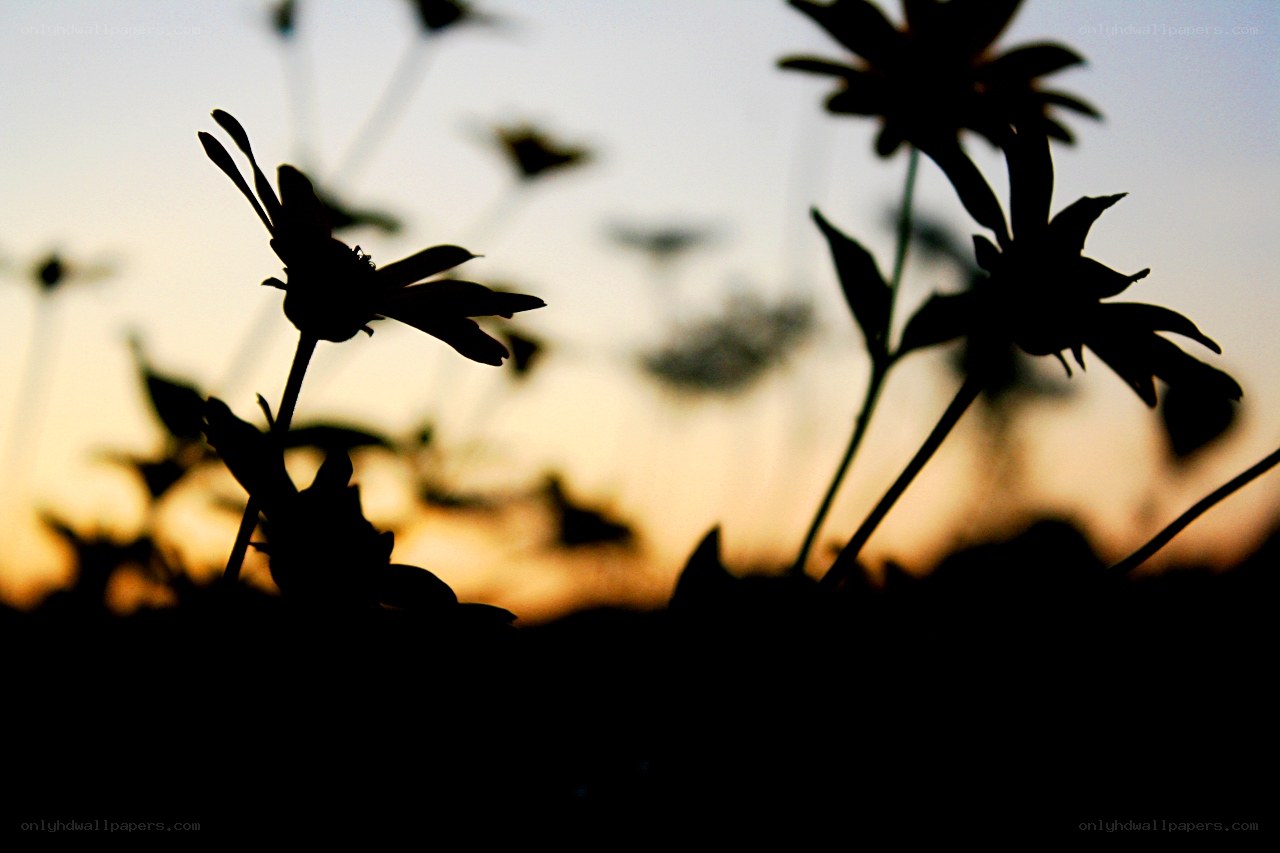 Silhouetted flowers at sunset