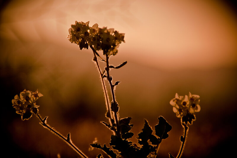 Silhouetted flowers at sunset