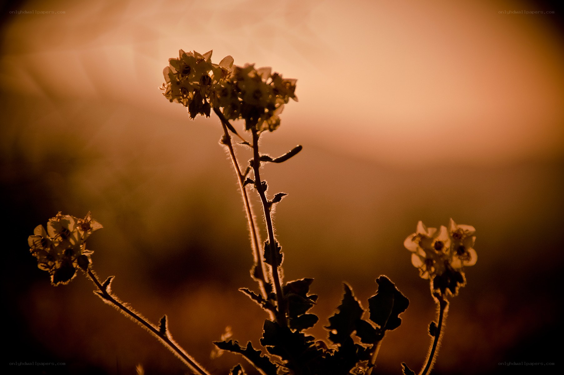 Silhouetted flowers at sunset