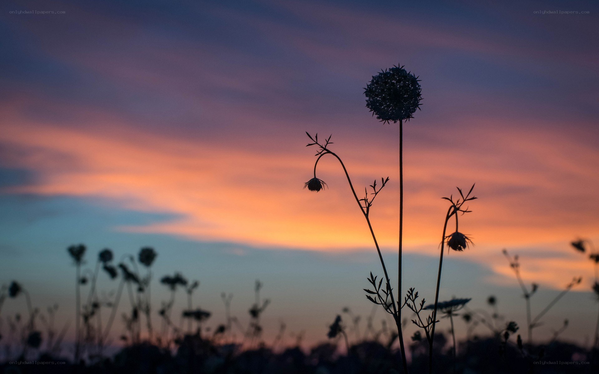 Silhouetted flowers at sunset