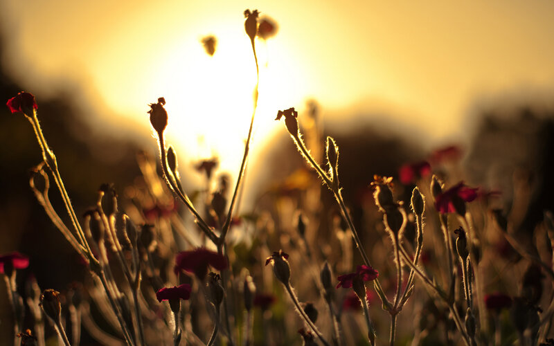 Silhouetted Flowers at Sunset — Yellow