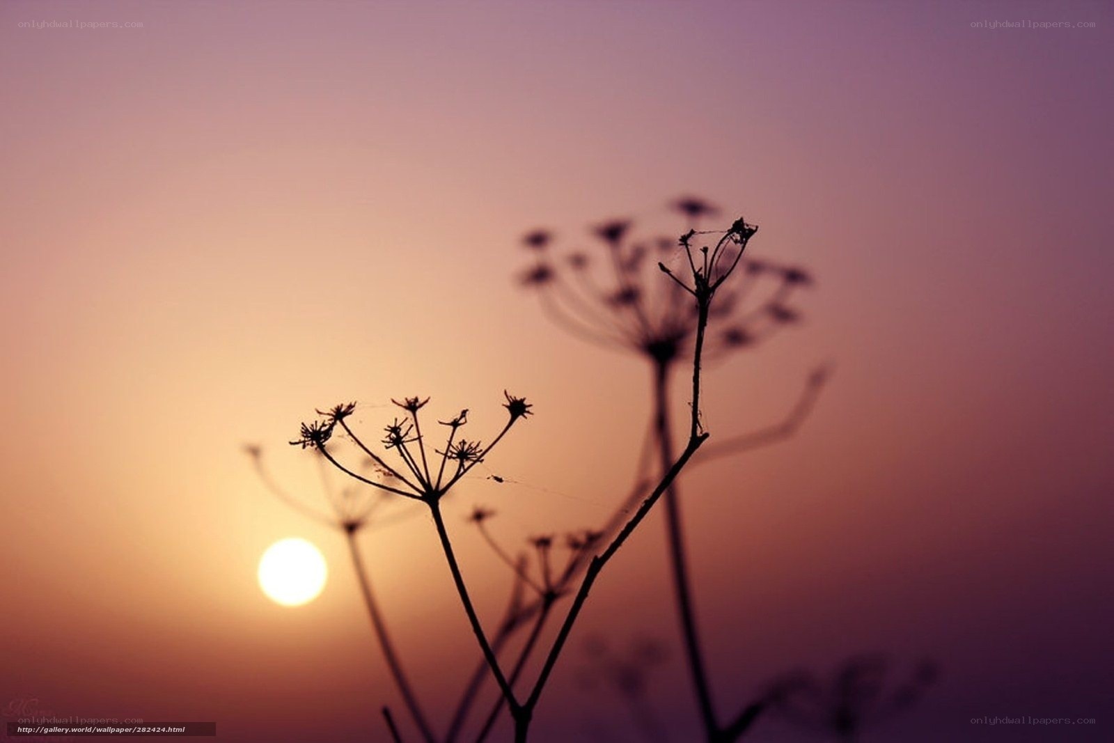 Silhouetted flowers at sunset