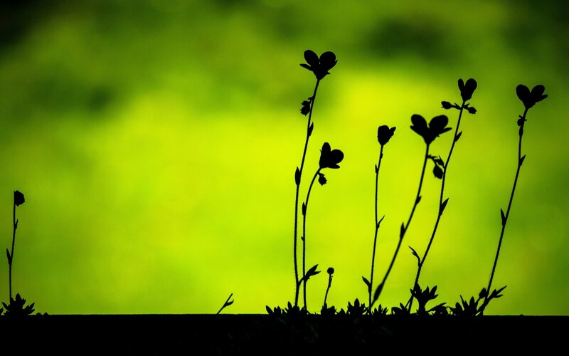 Silhouetted Flowers