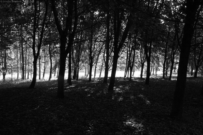 Silhouetted forest at dawn