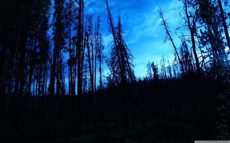 silhouetted forest at dusk