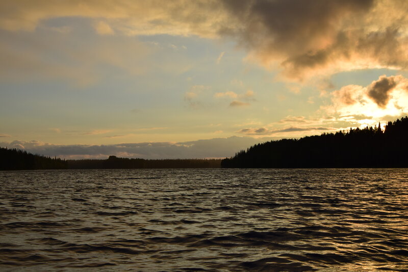 Silhouetted Forest at Sunset — Gold