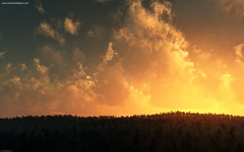 Silhouetted Forest at Sunset — Orange