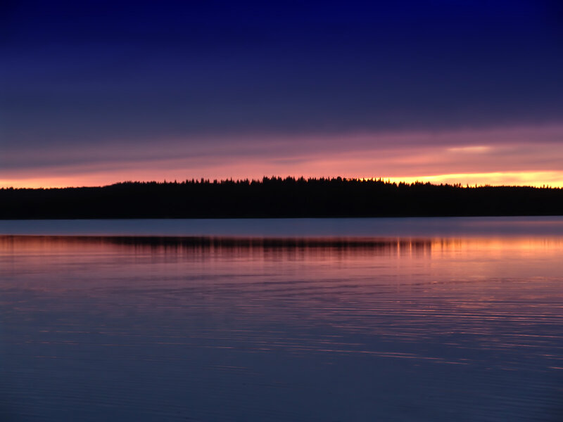 Silhouetted Forest at Sunset — Purple