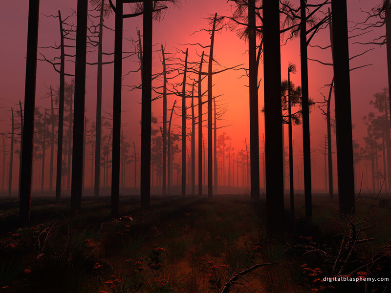 Silhouetted forest at sunset
