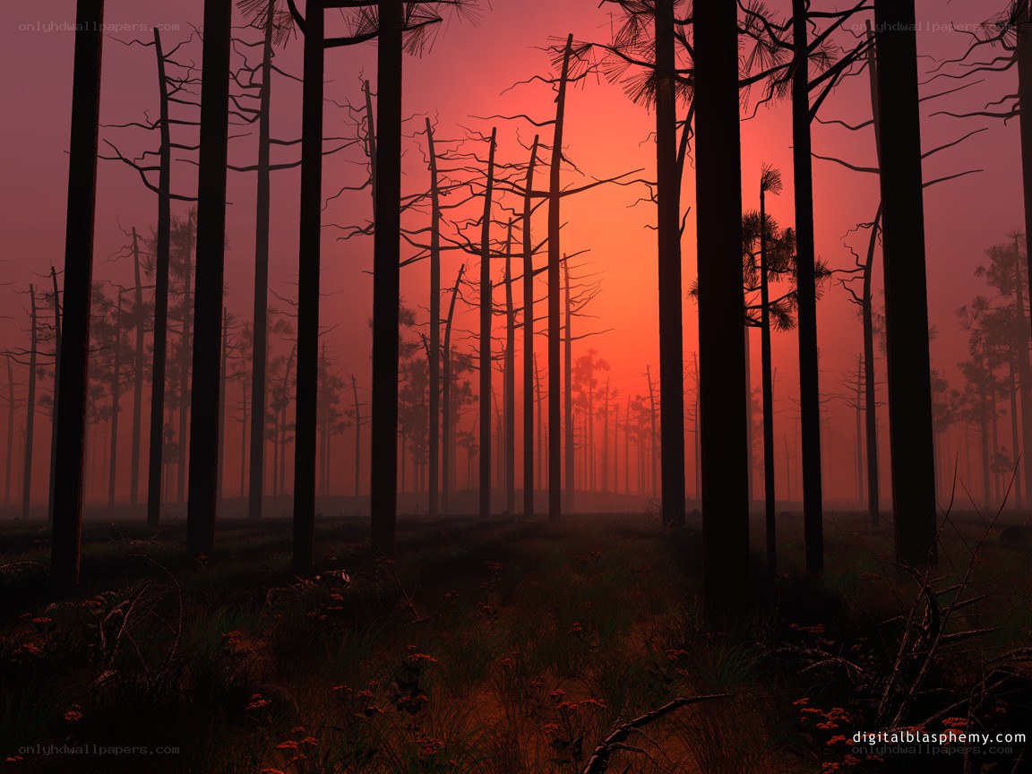 Silhouetted forest at sunset