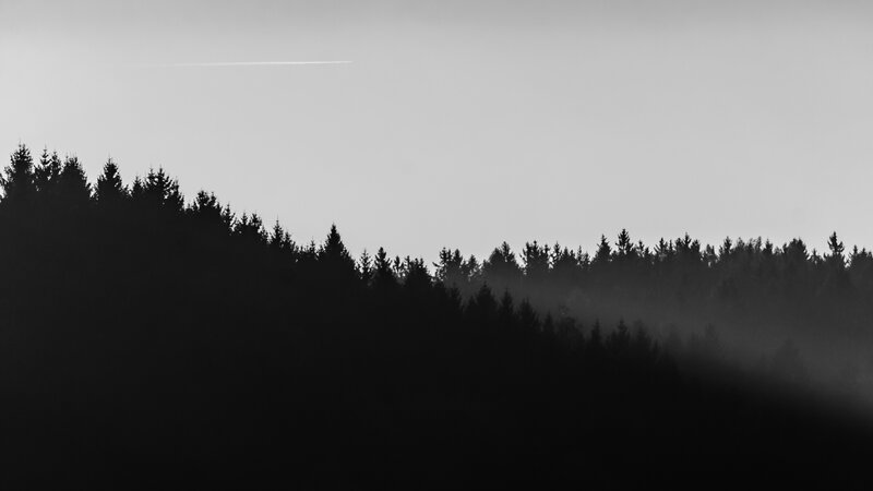Silhouetted Forest