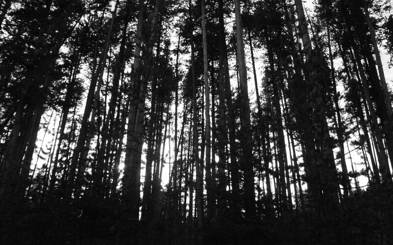 silhouetted forest trees