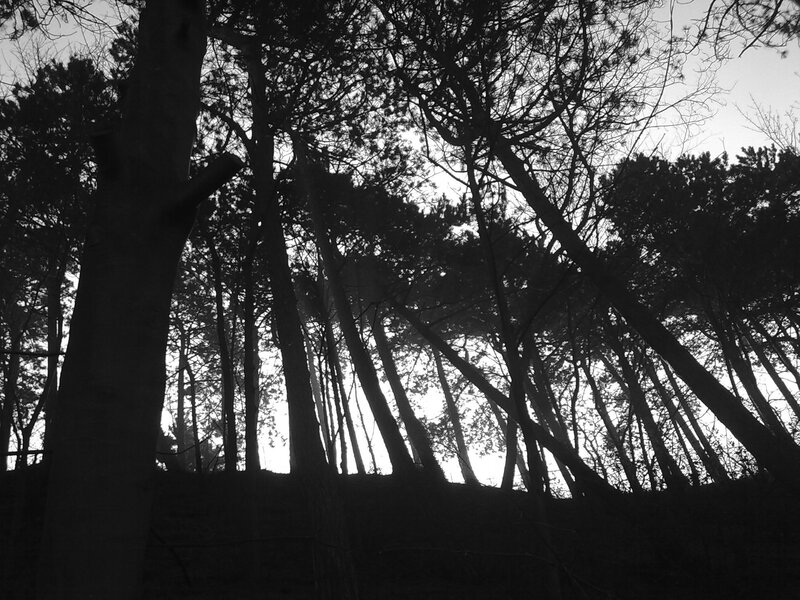 Silhouetted forest trees
