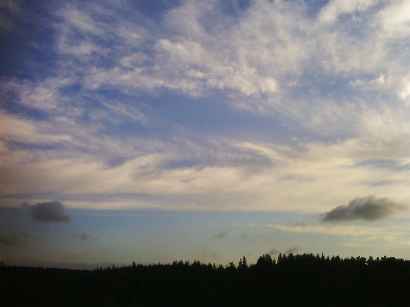 Silhouetted Forest under Sky
