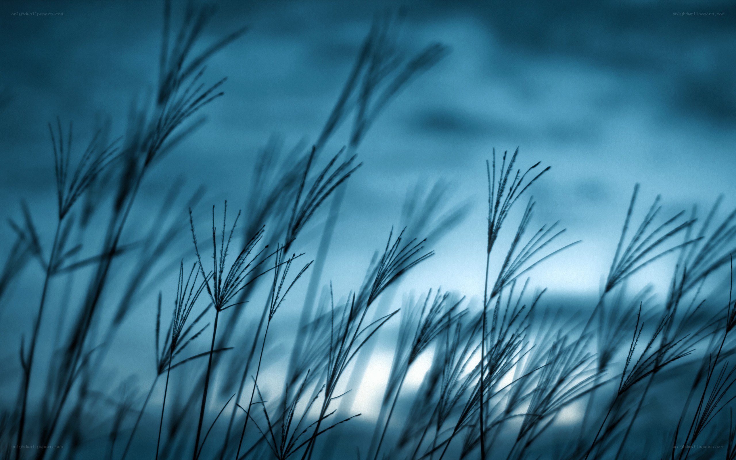 Silhouetted grass against blue sky