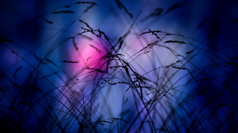 Silhouetted Grass Against Colorful Sky
