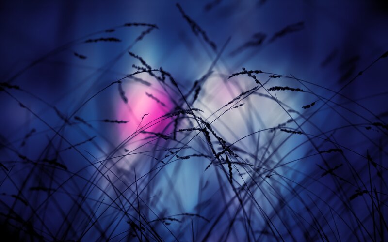 Silhouetted Grass Against Light