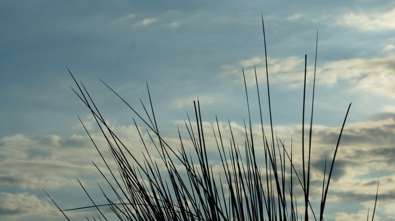 Silhouetted Grass Against Sky — Blue, Calm