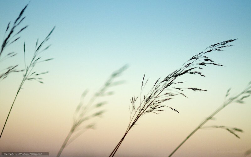 Silhouetted Grass Against Sky — Blue, Serene