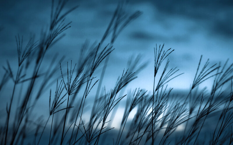 Silhouetted Grass Against Sky — Blue
