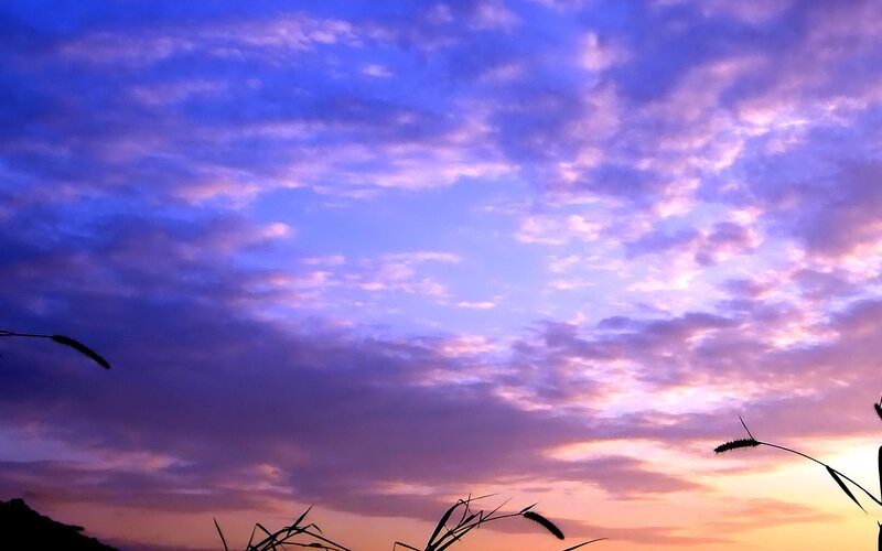 Silhouetted Grass Against Sky — Purple, Serene, Sunset