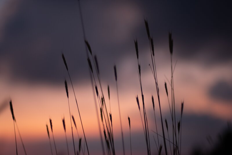 Silhouetted Grass Against Sky — Purple, Serene