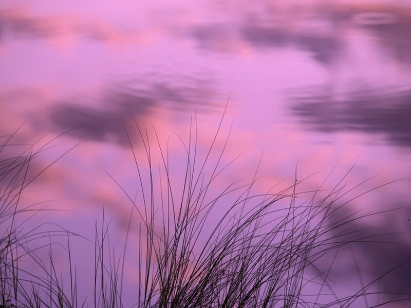 Silhouetted Grass Against Sky — Purple