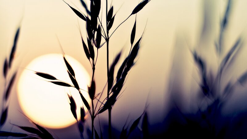 Silhouetted Grass Against Sun — Yellow