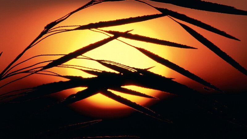 Silhouetted Grass Against Sunset — Orange, Dramatic, Photograph, Sun