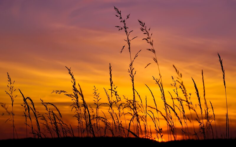 Silhouetted Grass Against Sunset — Orange, Serene, Photograph