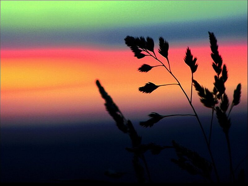 Silhouetted Grass Against Sunset — Orange, Serene