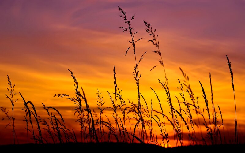 Silhouetted Grass Against Sunset — Orange