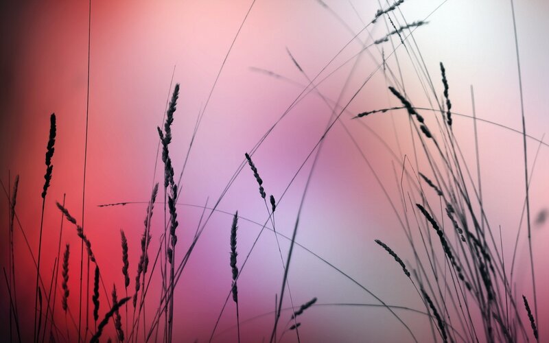 Silhouetted Grass Against Sunset — Red