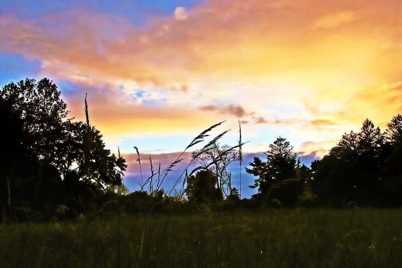Silhouetted Grass and Trees