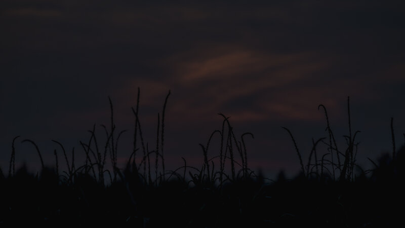 Silhouetted Grass at Dusk — Black