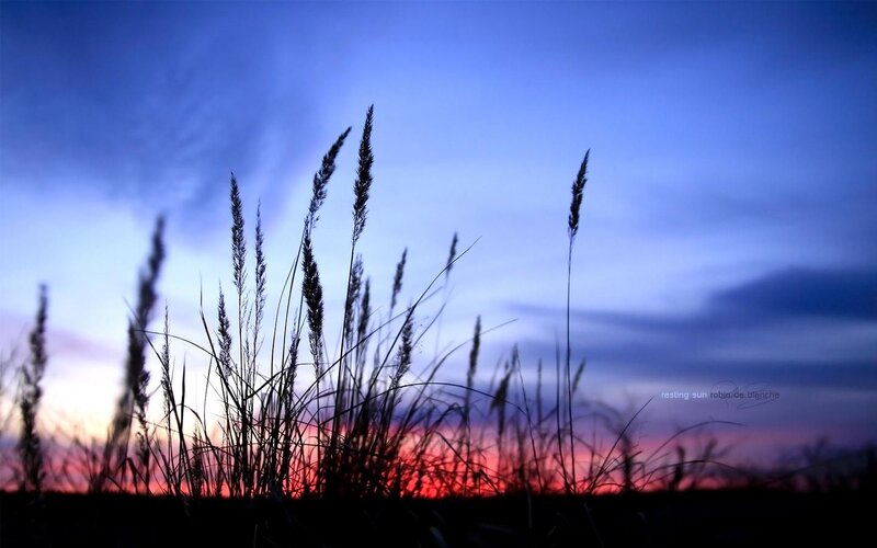 Silhouetted Grass at Dusk — Blue, Serene, Sunset, Photograph