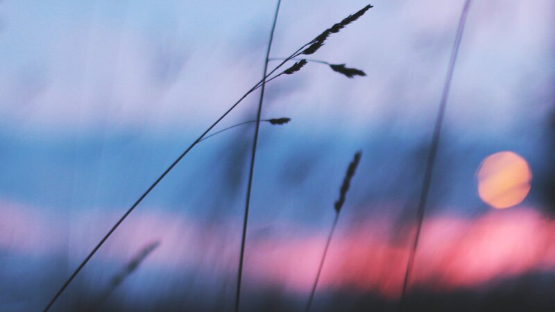 Silhouetted Grass at Dusk — Blue, Serene, Sunset