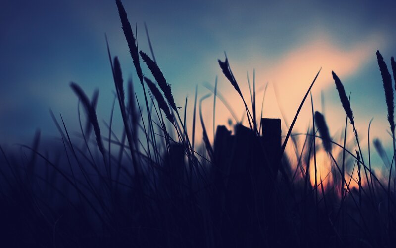 Silhouetted Grass at Dusk — Blue, Serene