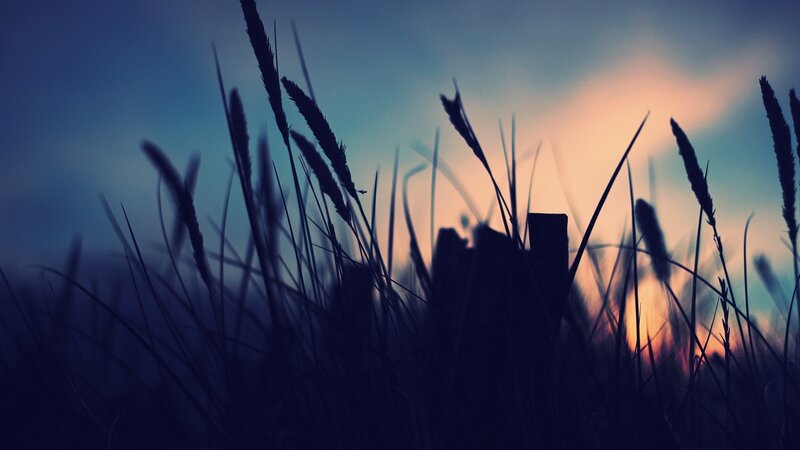Silhouetted Grass at Dusk — Blue