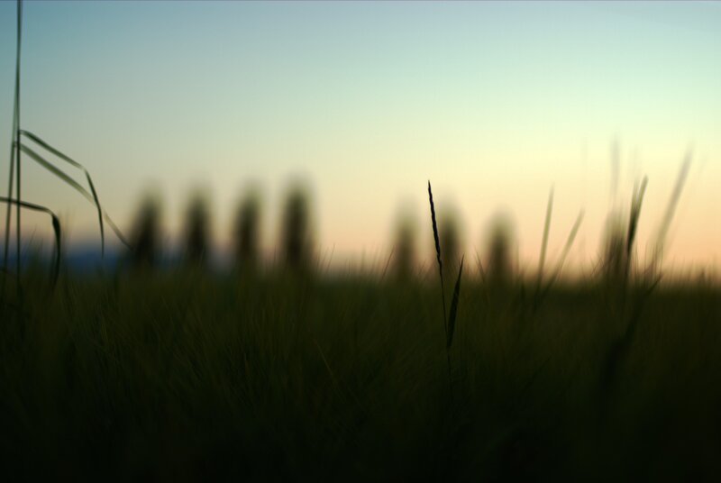 Silhouetted Grass at Dusk — Green
