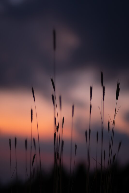 Silhouetted Grass at Dusk — Purple