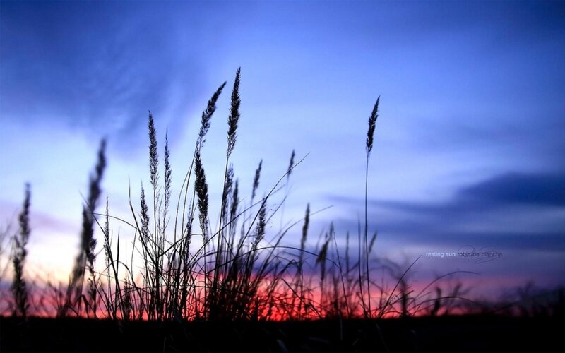 Silhouetted Grass at Dusk