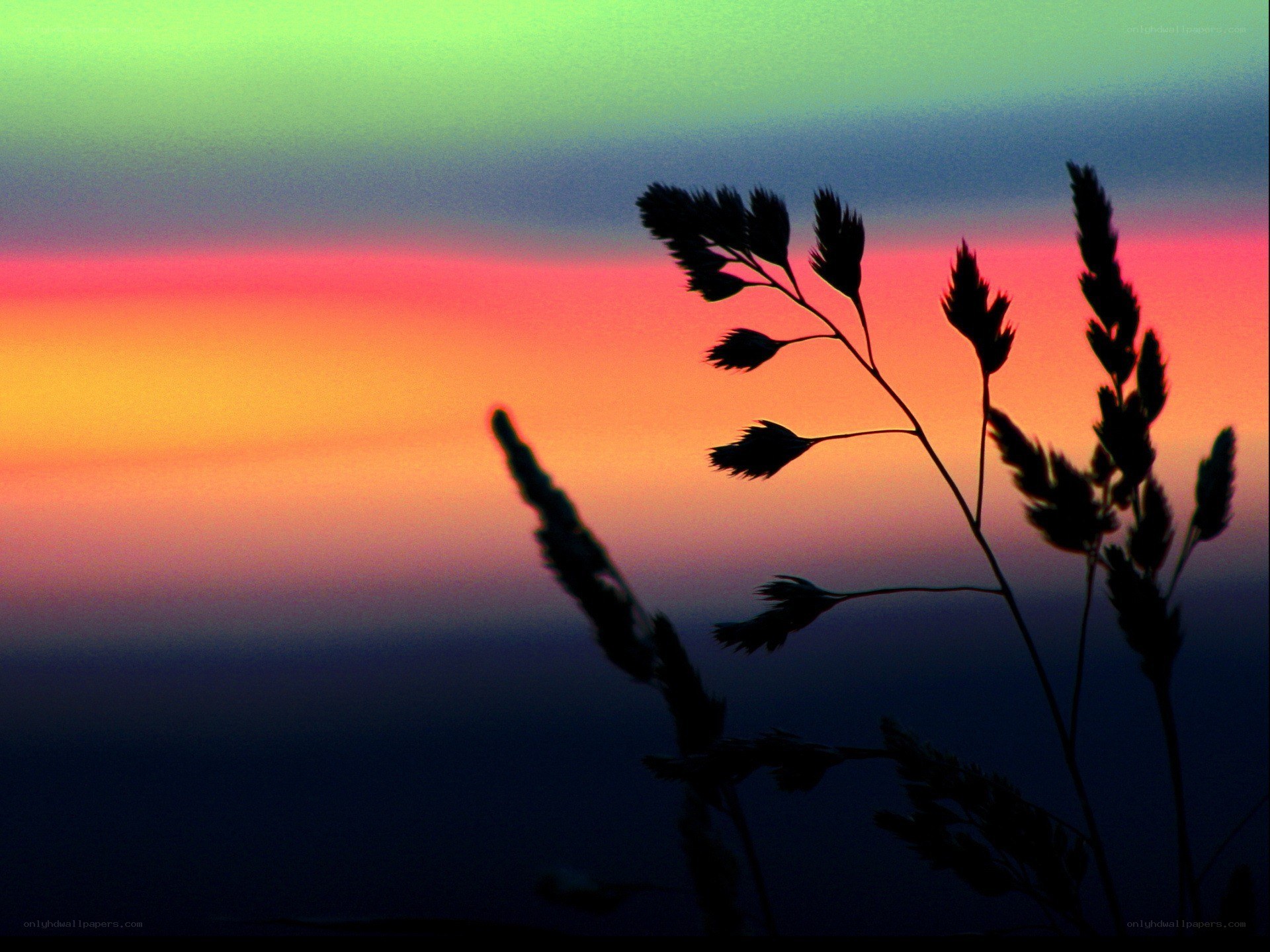Silhouetted grass at sunset