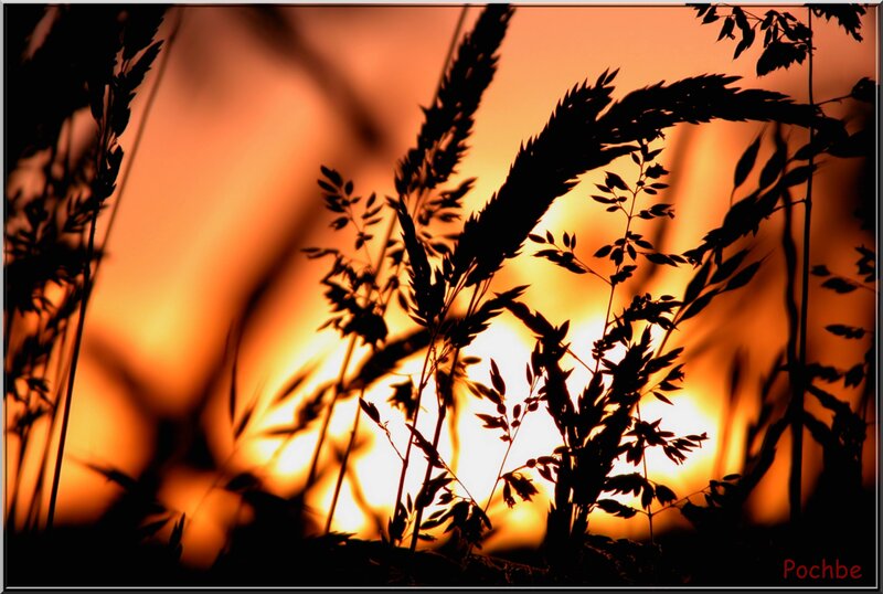 Silhouetted grass at sunset