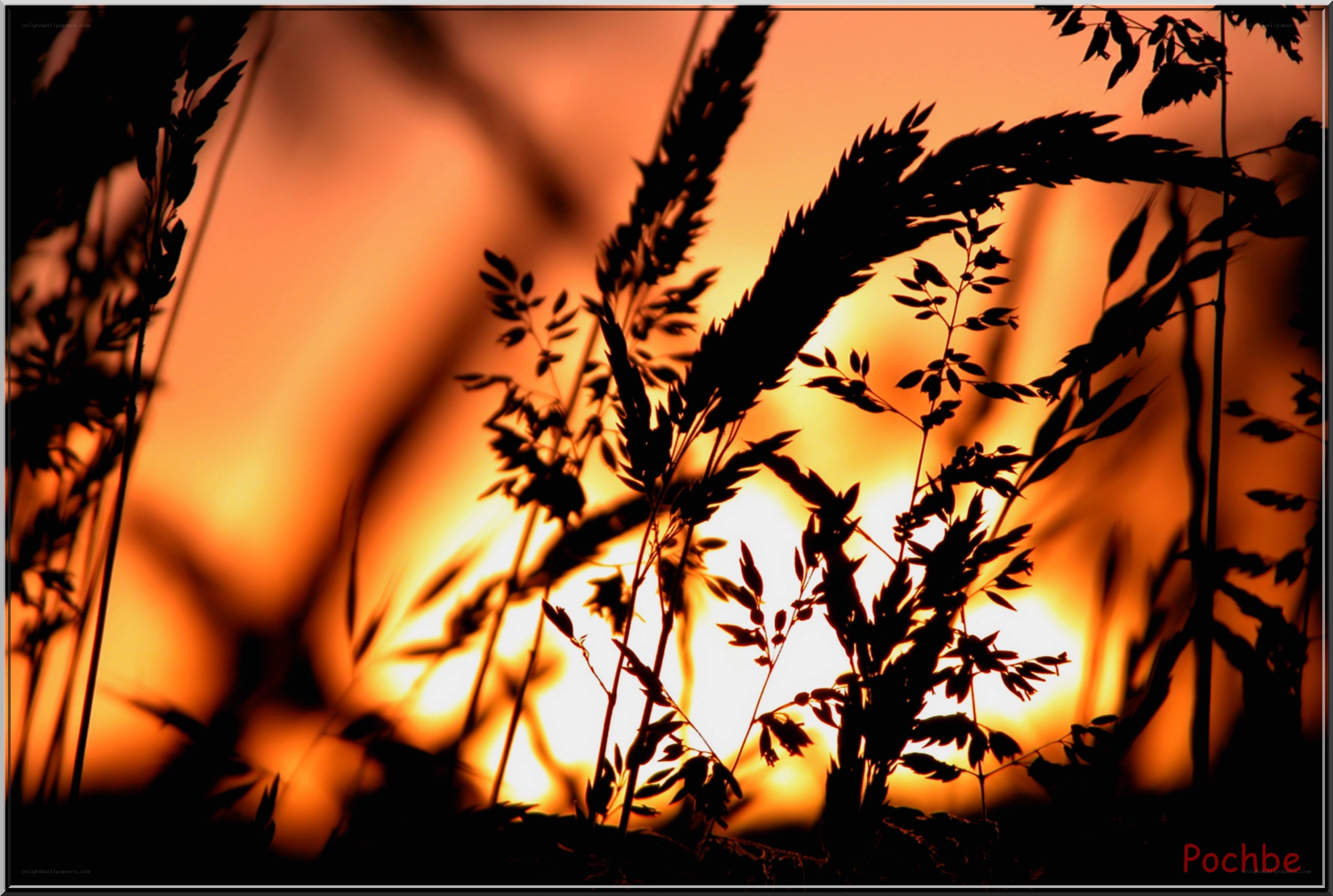 Silhouetted grass at sunset