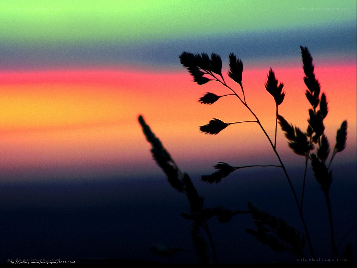 Silhouetted grass at sunset