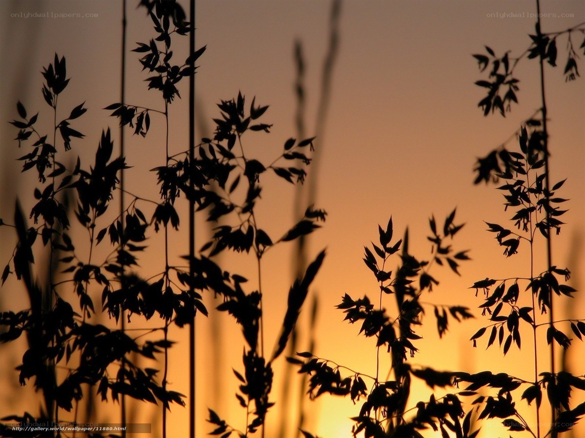 Silhouetted Grass at Sunset