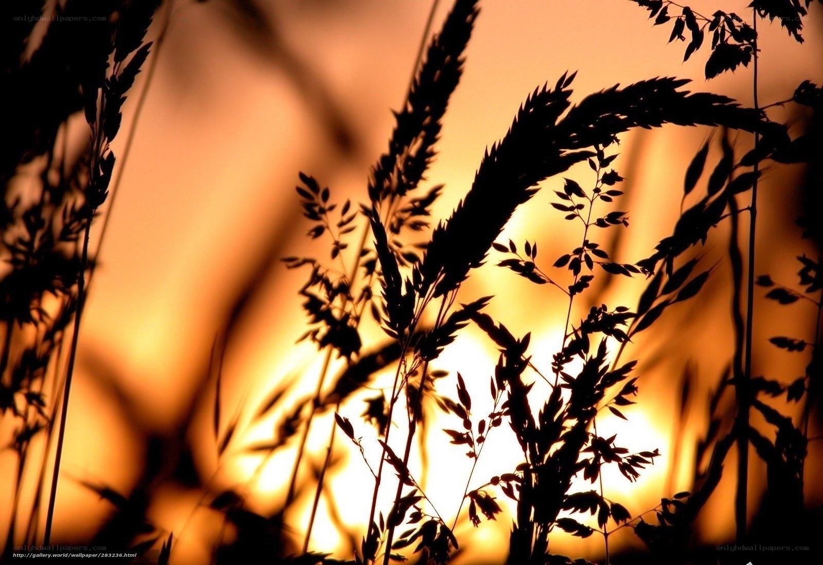Silhouetted grass at sunset