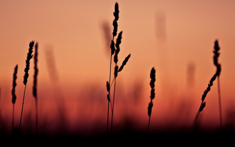 silhouetted grass at sunset