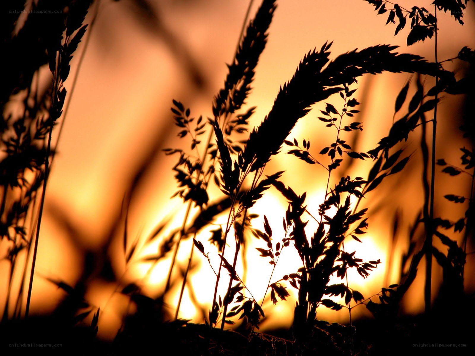 Silhouetted grass at sunset